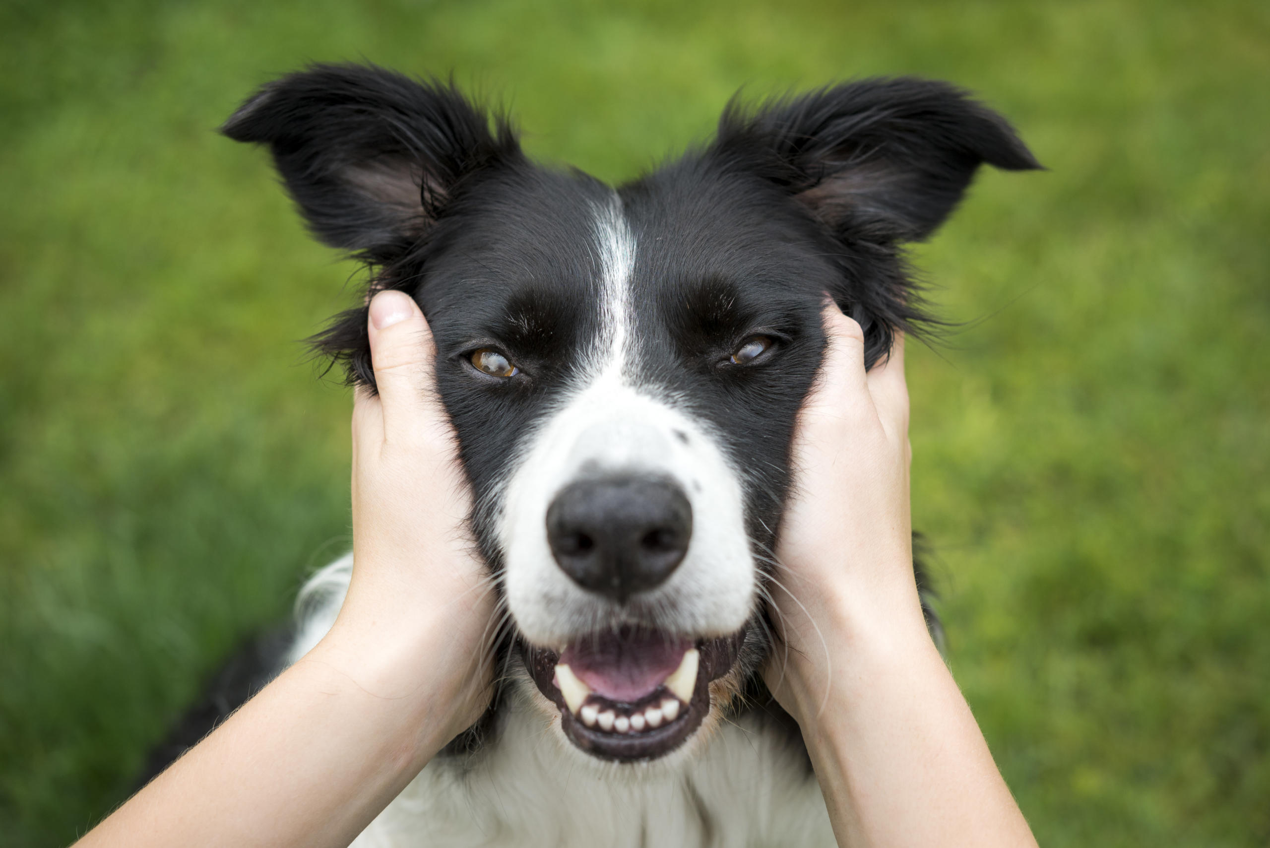 Close up of a Border Collie being held and looking direct into the camera. A loving expression on the dogs face.