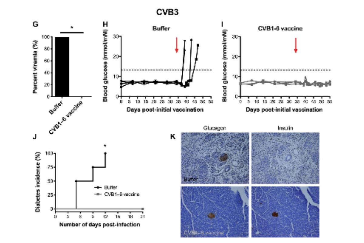 A Promising (Preclinical) Vaccine for Type 1 Diabetes