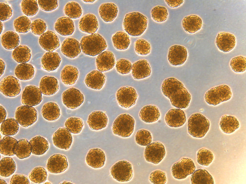 Stem Cell-Derived Beta Cell Clusters