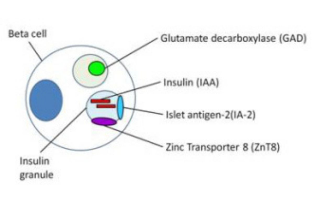 Type 1 Diabetes-Related Autoantibodies