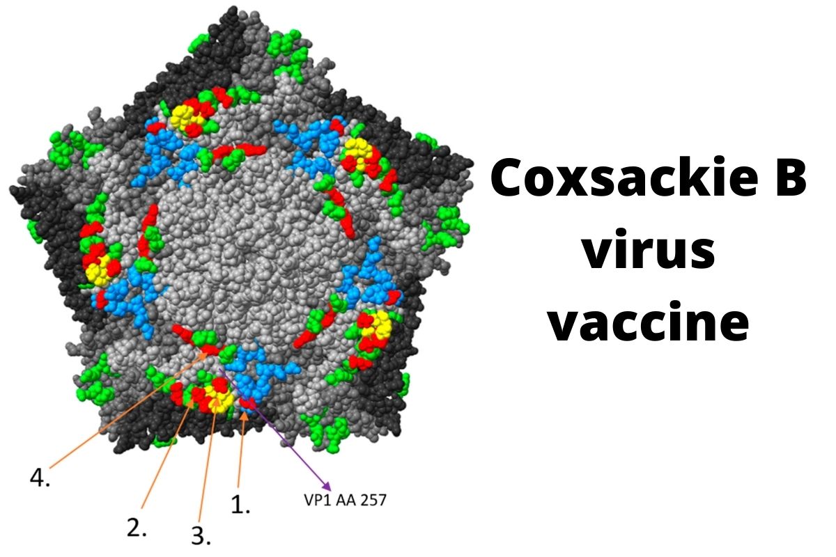 Coxsackie B virus vaccine